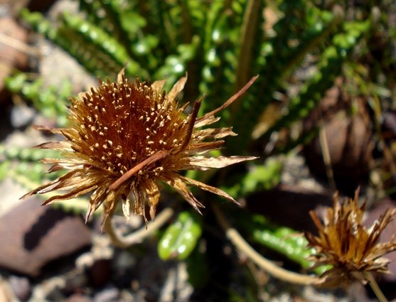 Gerbera linnaei fruiting