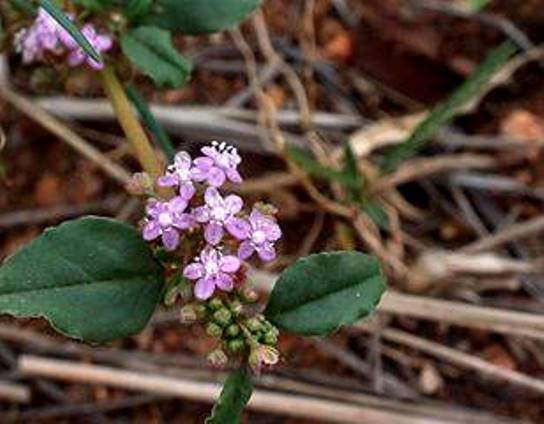 Gisekia africana var. africana