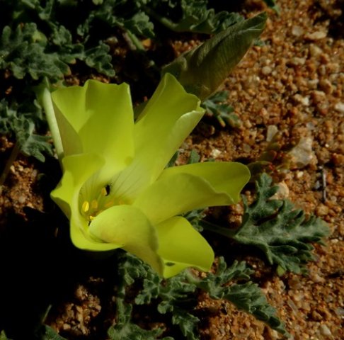 Grielum humifusum first customer