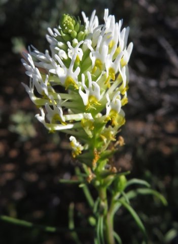 Hebenstretia parviflora flowers