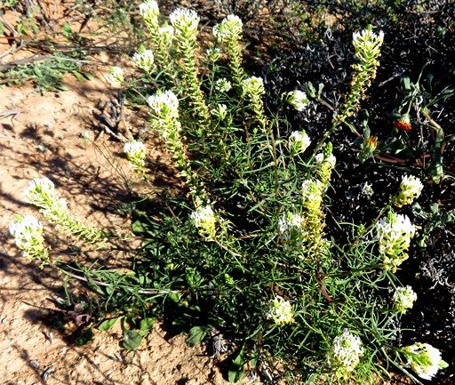Hebenstretia parviflora