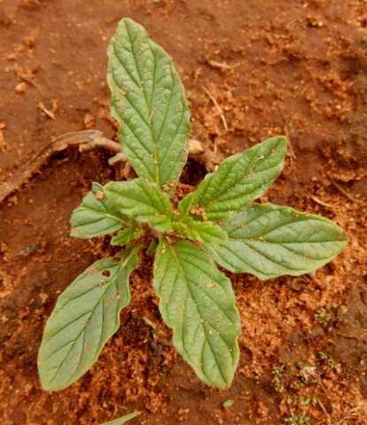 Heliotropium amplexicaule leaves
