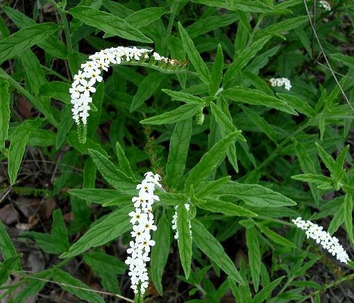 Heliotropium steudneri