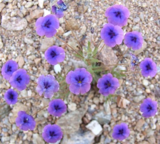 Monopsis debilis near Komaggas
