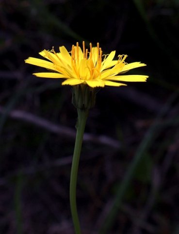 Hypochaeris radicata, an African exotic