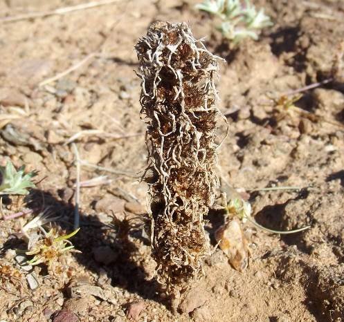Ifloga glomerata