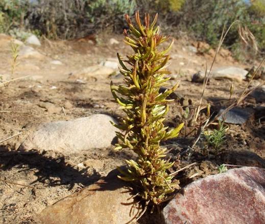 Ifloga glomerata leaves