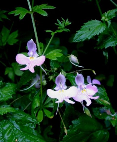 Impatiens hochstetteri subsp. hochstetteri