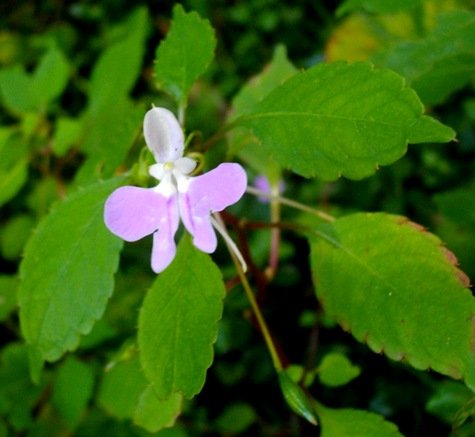 Impatiens hochstetteri subsp. hochstetteri flower