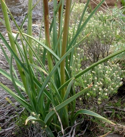 Kniphofia fluviatilis leaves