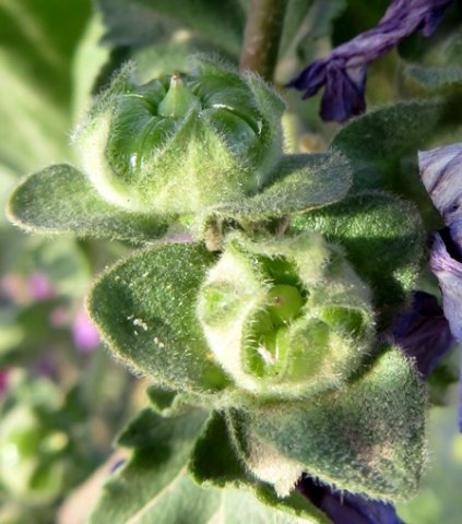 Malva arborea fruits, calyces and epicalyces