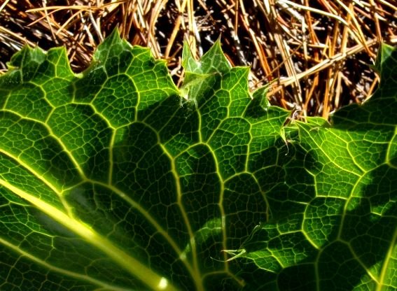 Lichtensteinia lacera, the tornleaf kalmoes