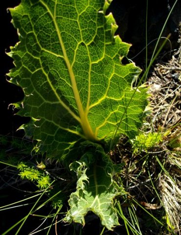 Lichtensteinia lacera leaves