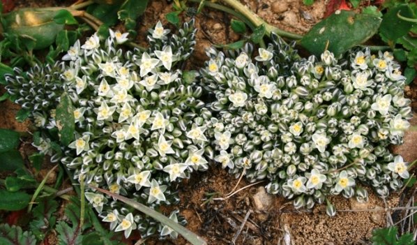 Limeum africanum