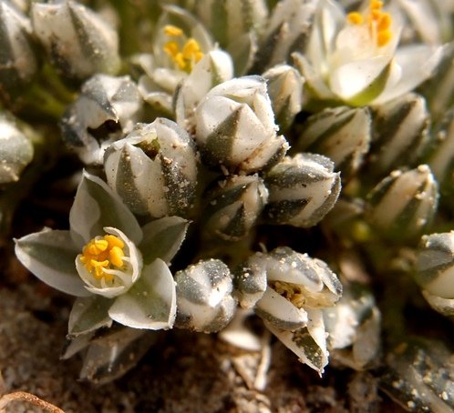 Limeum africanum subsp. africanum flowers