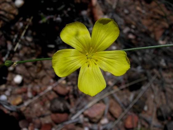 Linum heterostylum