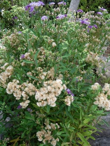 Linzia glabra