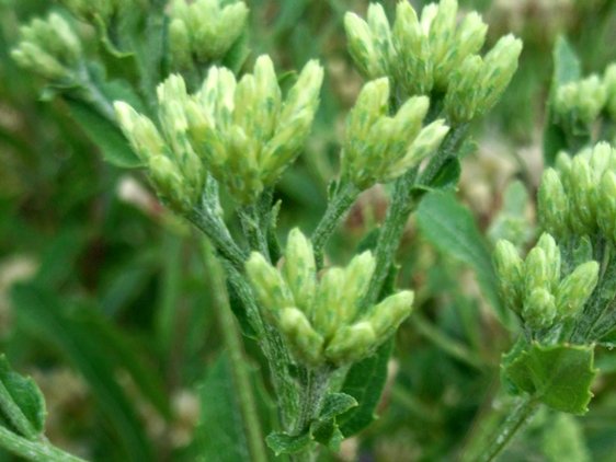 Linzia glabra narrow buds
