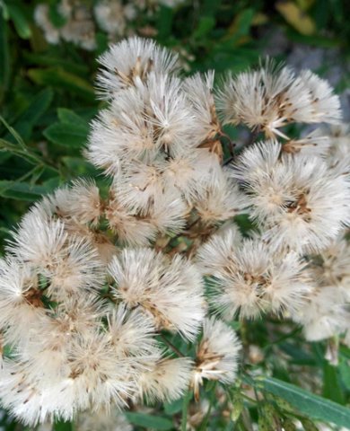 Linzia glabra fluffy fruit