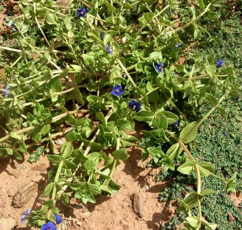 Lysimachia arvensis var. caerulea