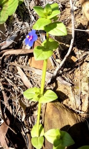 Lysimachia arvensis var. caerulea stem