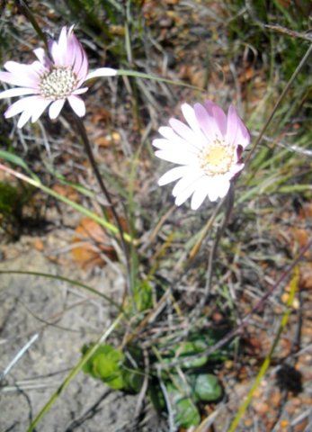 Mairia crenata
