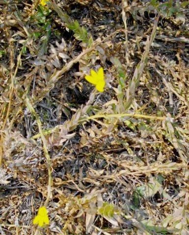 Monopsis lutea leaves