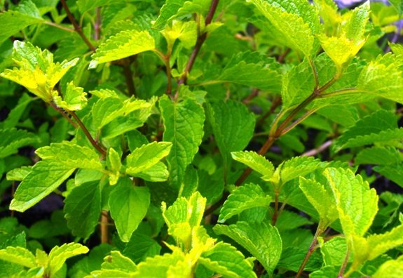 Ocimum labiatum