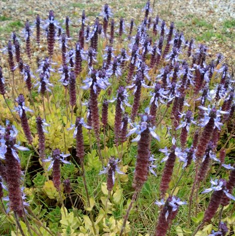 Coleus neochilus at the end of a busy season