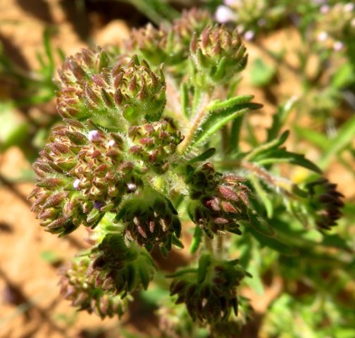 Pseudoselago spuria buds
