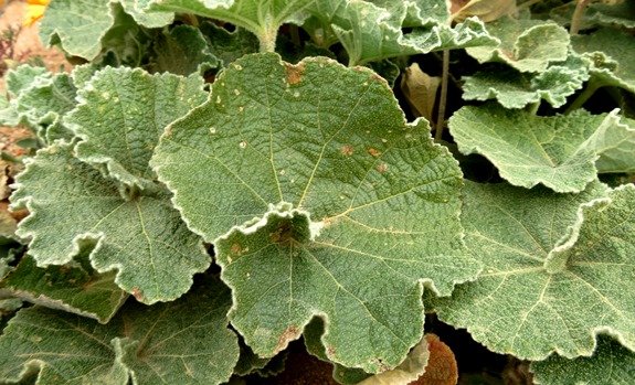 Radyera urens leaves