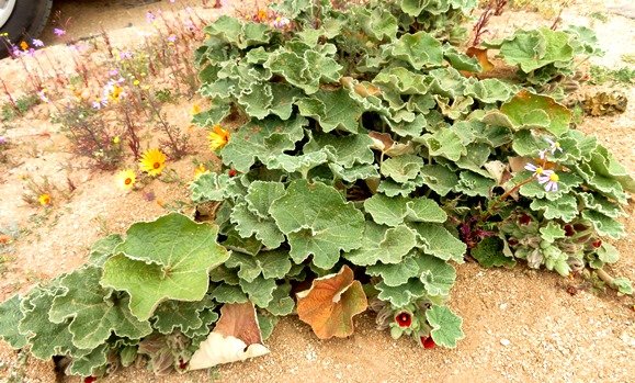 Radyera urens