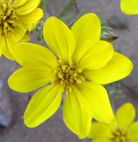 Rhynchopsidium pumilum open disc florets