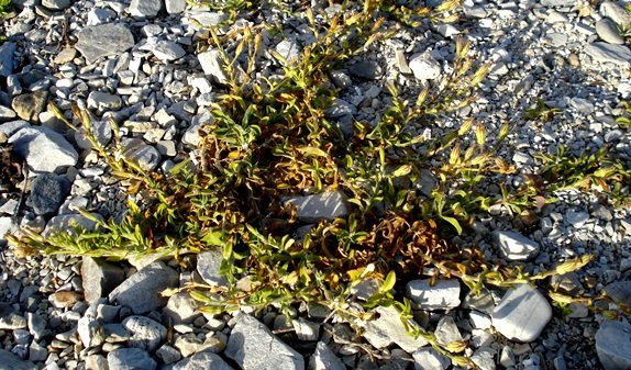 Silene crassifolia subsp. crassifolia
