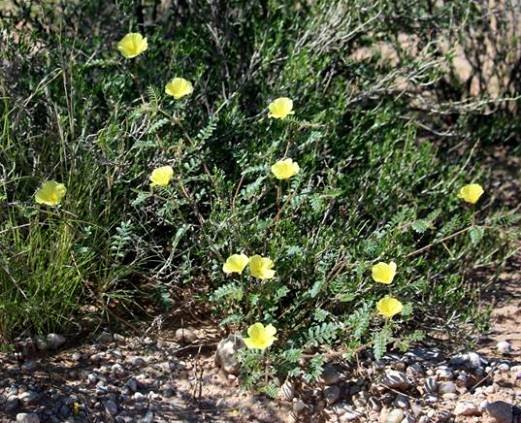 Tribulus zeyheri subsp. zeyheri rising