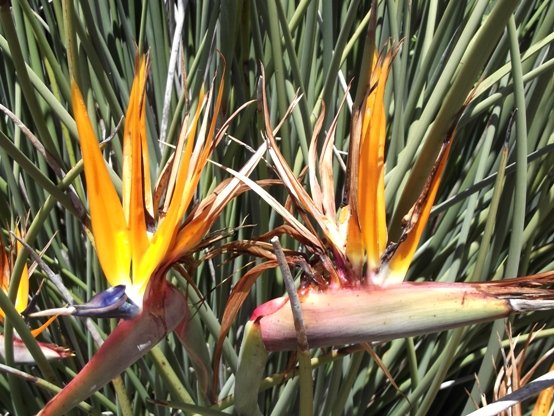 Strelitzia juncea flowers