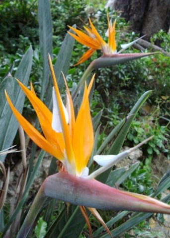 Strelitzia reginae white petals, not blue