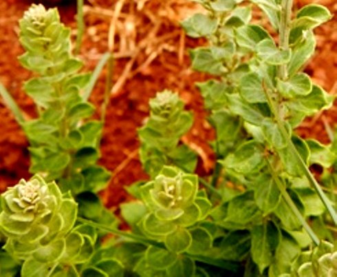 Hilliardiella oligocephala leaves