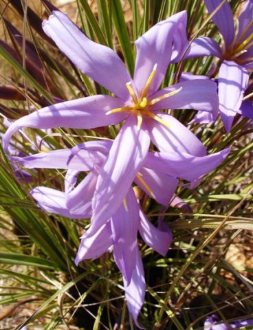 Xerophyta retinervis