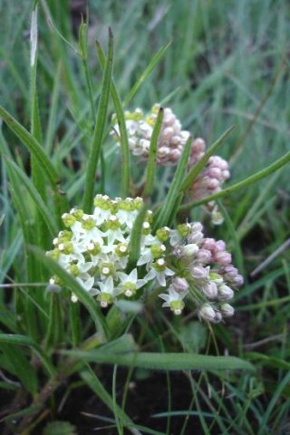 Xysmalobium involucratum flowers