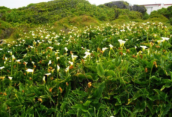 Zantedeschia aethiopica close to the sea