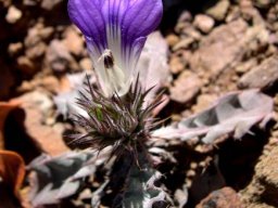 Acanthopsis dispermoides, Klein Karoo-verneukhalfmensie