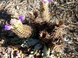 Acanthopsis dispermoides