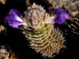 Acanthopsis dispermoides inflorescence