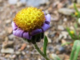 Amellus tridactylus subsp. olivaceus withering flowerhead