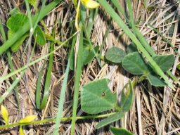 Argyrolobium speciosum