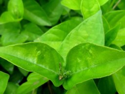Asystasia gangetica subsp. micrantha or A. intrusa leaves