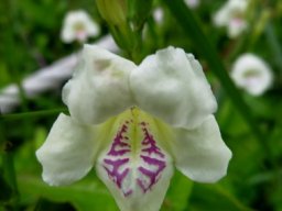 Asystasia gangetica subsp. micrantha or A. intrusa flowers