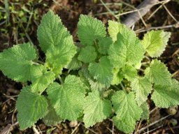 Ballota africana leaves