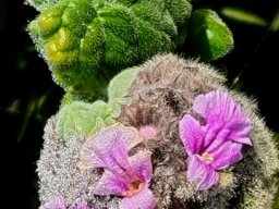 Ballota africana hairy whorl